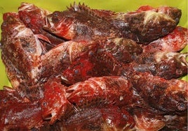 Cabracho pescados