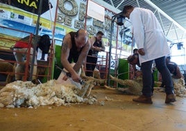 Un momento de la competición de esquileo en el Salón Ovino de La Serena.