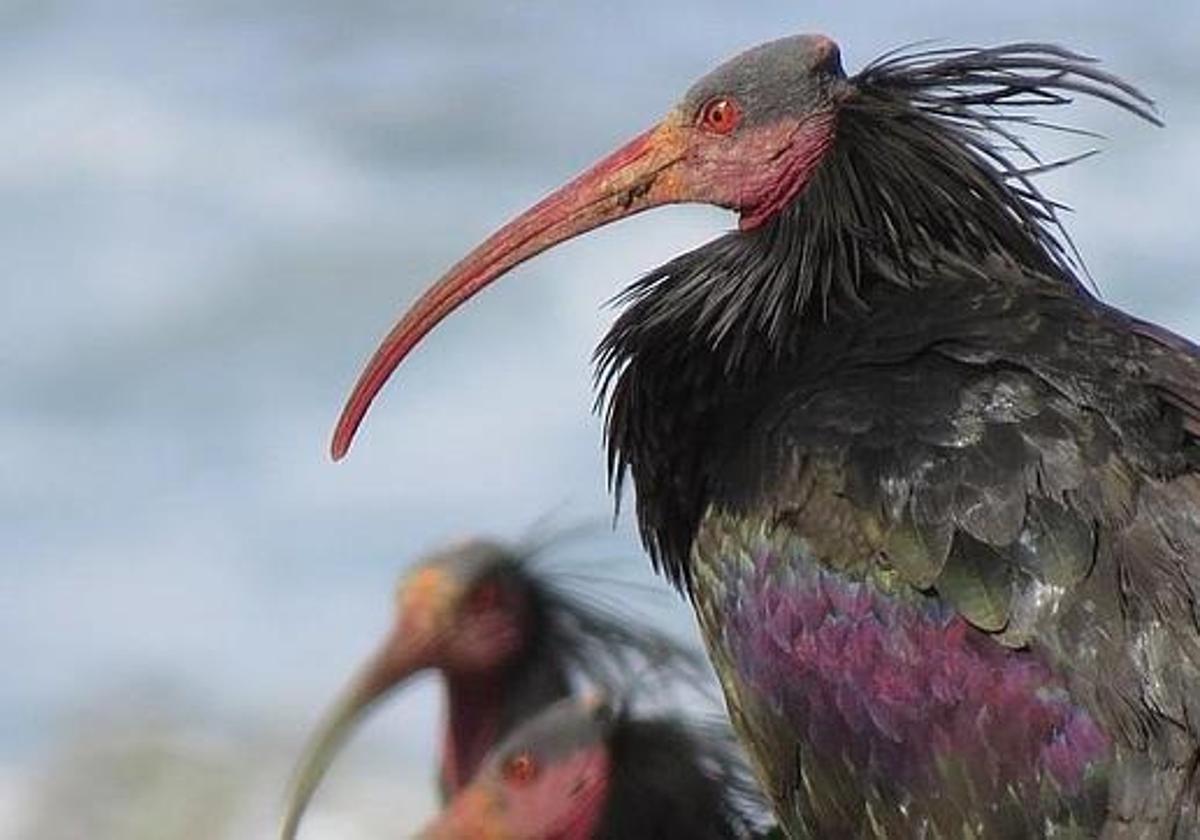 Denuncian la muerte de 'Hel' en Extremadura, una de las aves más protegidas del mundo