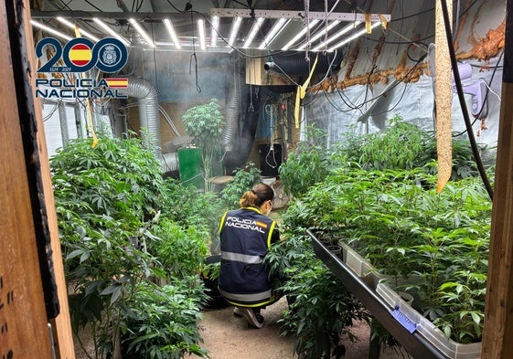 La plantación de marihuana desmantelada.