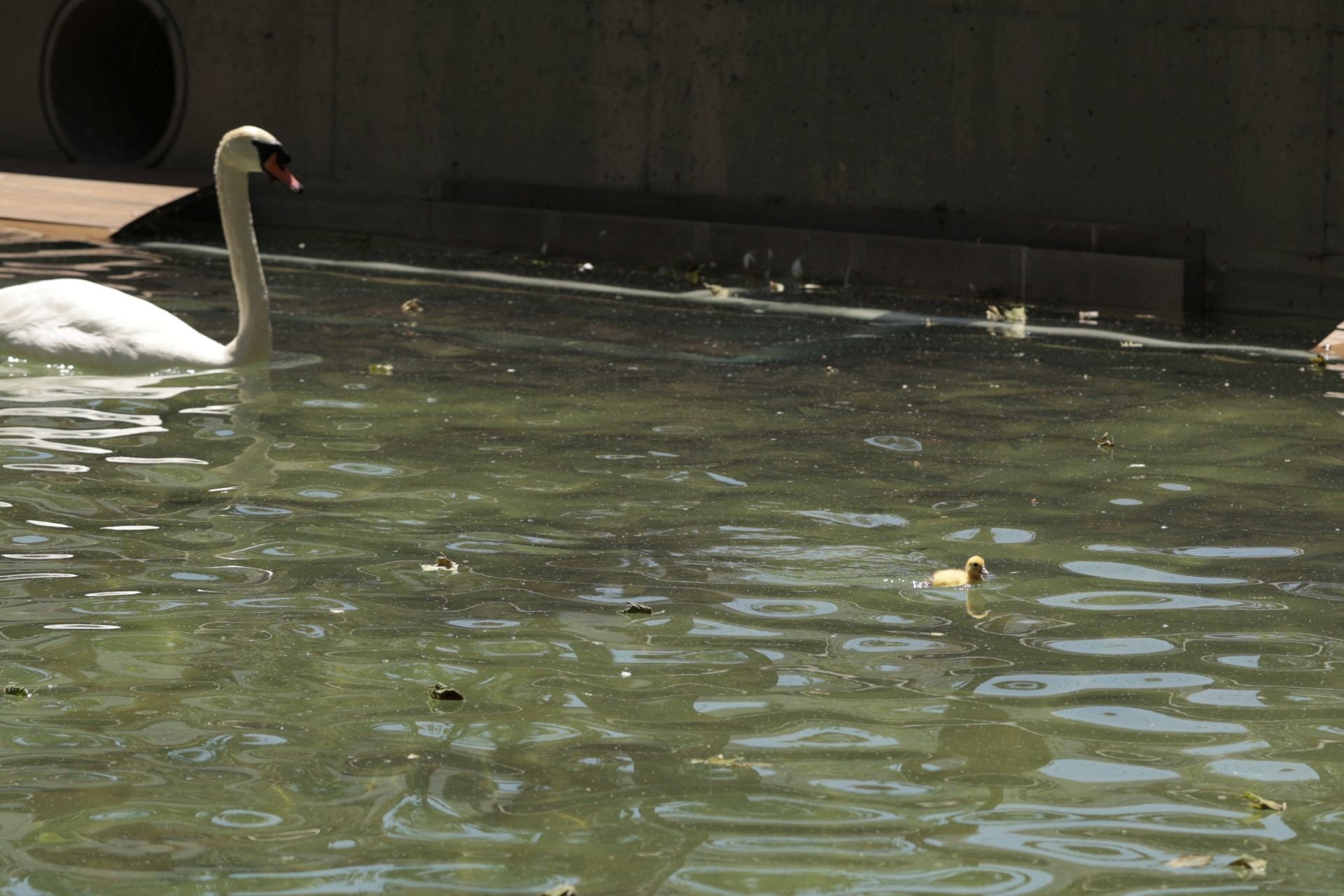 La nueva familia de patos en La Alamedilla